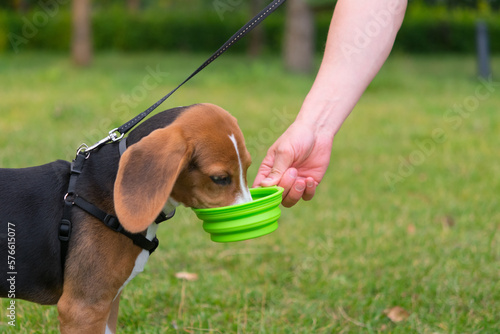 against the background of a green lawn, the owner gives water to the beagle dog from a bowl photo