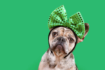 Merle French Bulldog dog wearing St. Patrick’s Day costume headband with bow and shamrock on green background with copy space