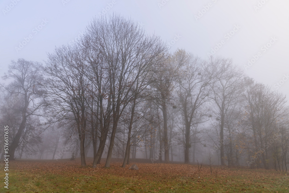 tree trunks without foliage in the autumn season tree trunks without foliage in the autumn season