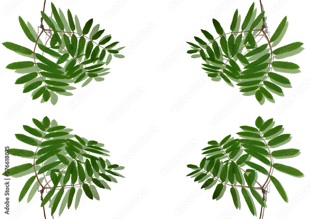green leaves of a rowan tree on a white background.