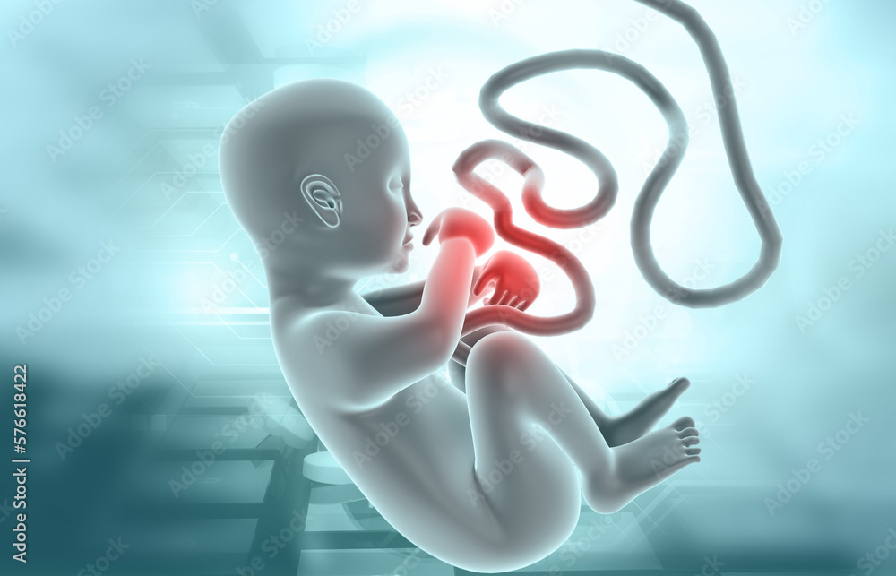 Fetus anatomy on scientific background. 3d illustration.. Stock ... Biology Diagrams