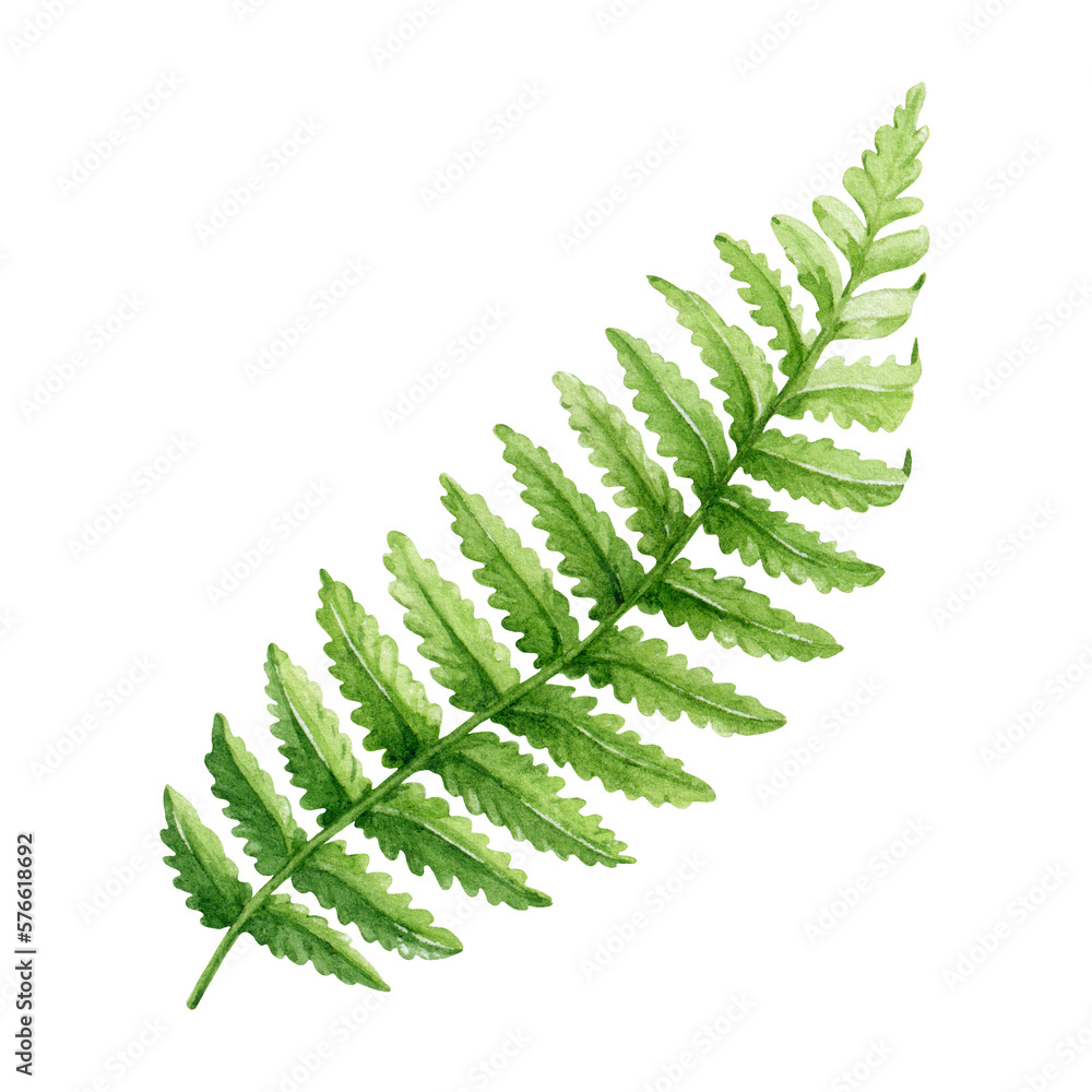 Fern green leaf watercolor illustration. Green fern stem with leaves single botanical image. Forest, park, garden, outdoors natural vegetation plant element. Floral decoration element. Fern green leaf watercolor illustration. Green fern stem with leaves single botanical image. Forest, park, garden, outdoors natural vegetation plant element. Floral decoration element.