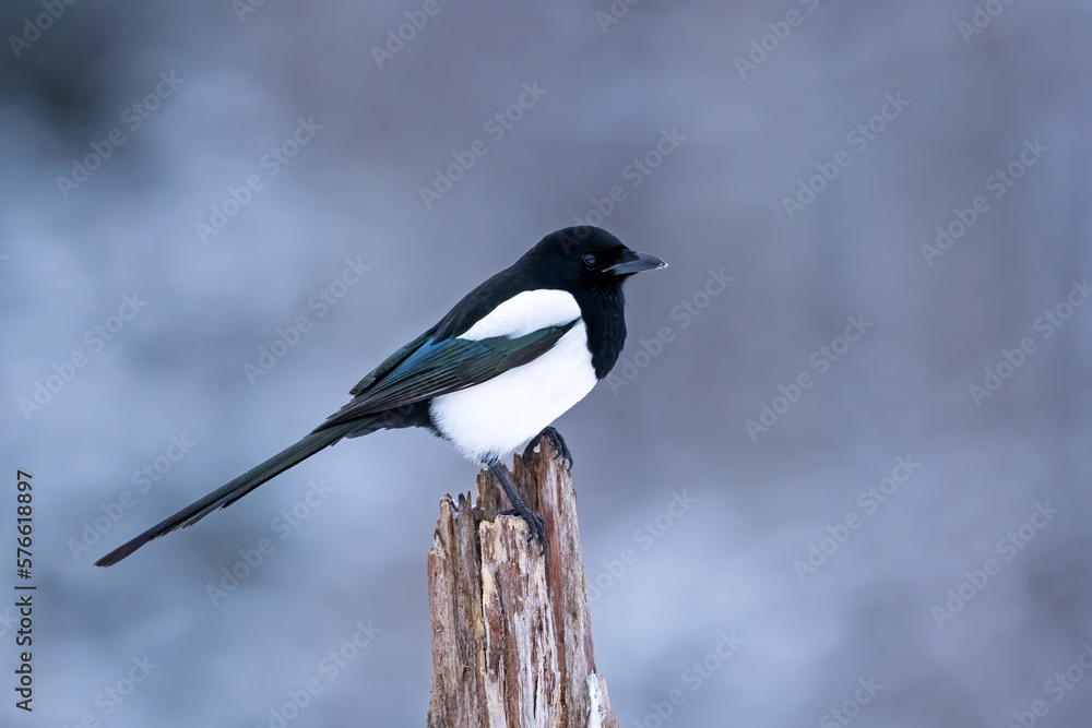 Eurasian magpie in winter forest scenery
