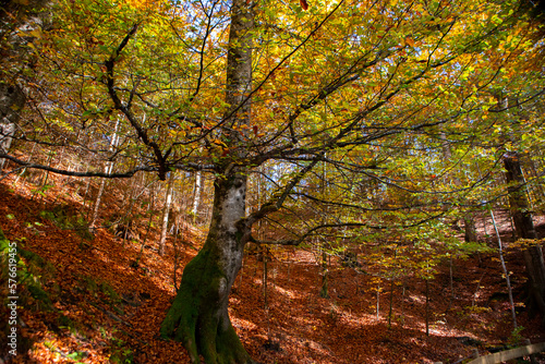 Germany  Neuschwanstein Castle  autumn  maples  forest trail  maple forest trail