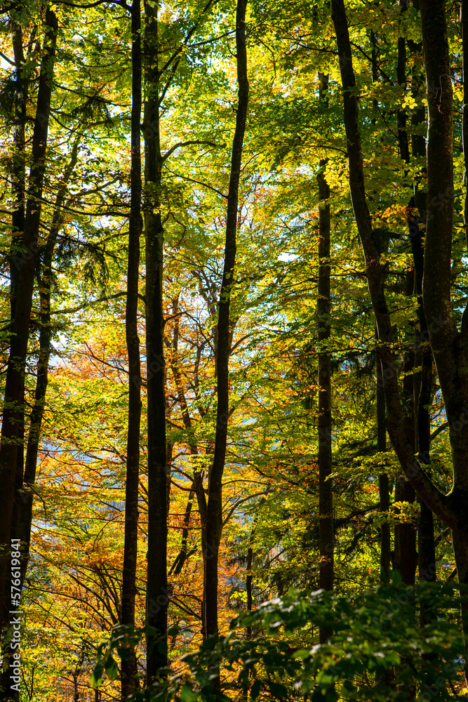 Germany, Neuschwanstein Castle, autumn, maples, forest trail, maple forest trail