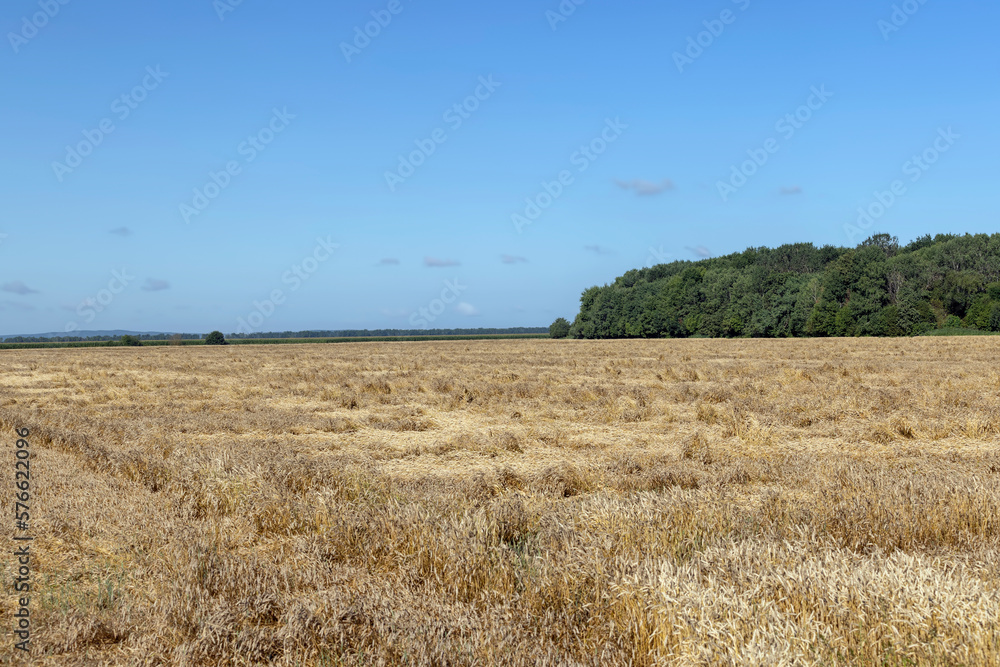 an agricultural field where ripe wheat grows