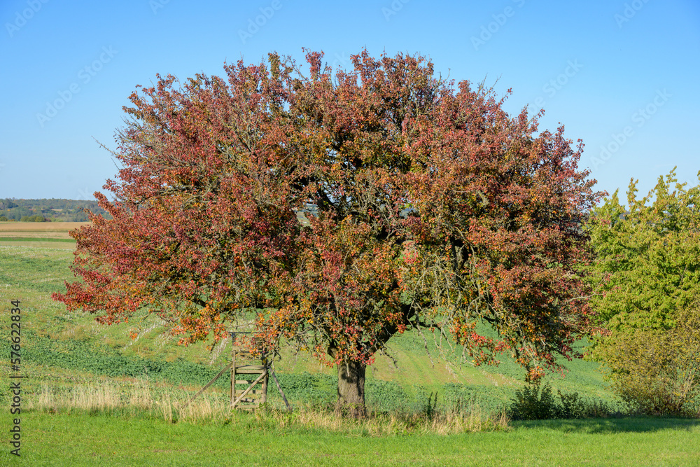 Baum im Herbst. Baum im Herbst.