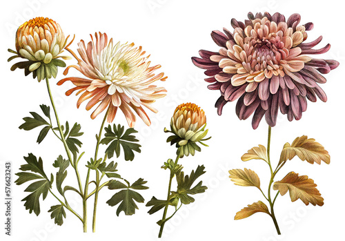 Chrysanthemum, Mums Flower Botanical Illustration, Dahlia, Chrysanths Painting, Generative AI Illustration