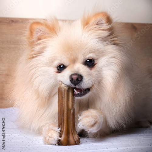 A pomeranian puppy eating a treat
