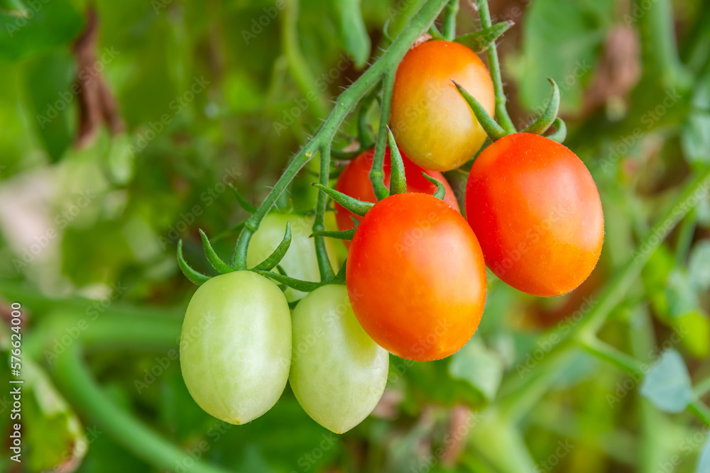 The tomato fruit, Cherry tomato (Lycopersicon esculentum) in the vegetable garden