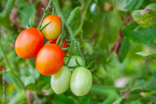 The tomato fruit, Cherry tomato (Lycopersicon esculentum) in the vegetable garden