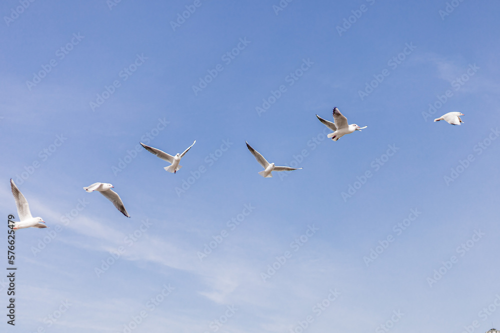 Seagulls flying against the blue sky Seagulls flying against the blue sky
