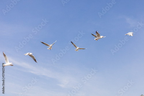 Seagulls flying against the blue sky