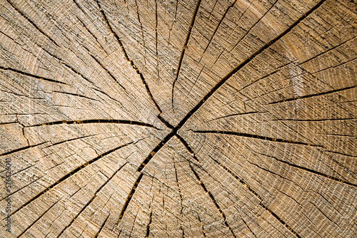 Beautiful wooden fracture old oak, natural texture close up