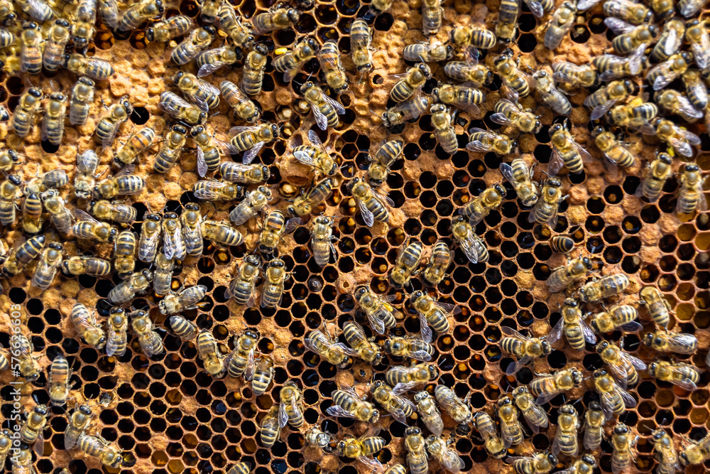 Abstract hexagon structure is honeycomb from bee hive filled Abstract hexagon structure is honeycomb from bee hive filled