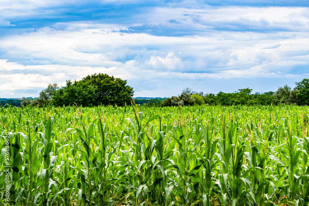 Photography on theme big corn farm field for organic harvest