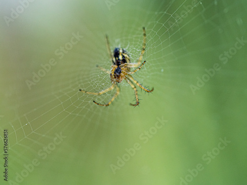 Araña sobre su tela de araña mostrando el abdomen