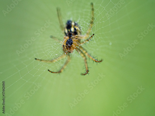 Araña amarilla y negra en su tela de araña 