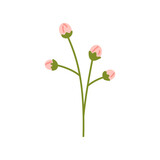 Vector illustration of twig with light pink buds. Plant with soft flower buds in flat design. Flower in pink color. Spring botanical illustration.