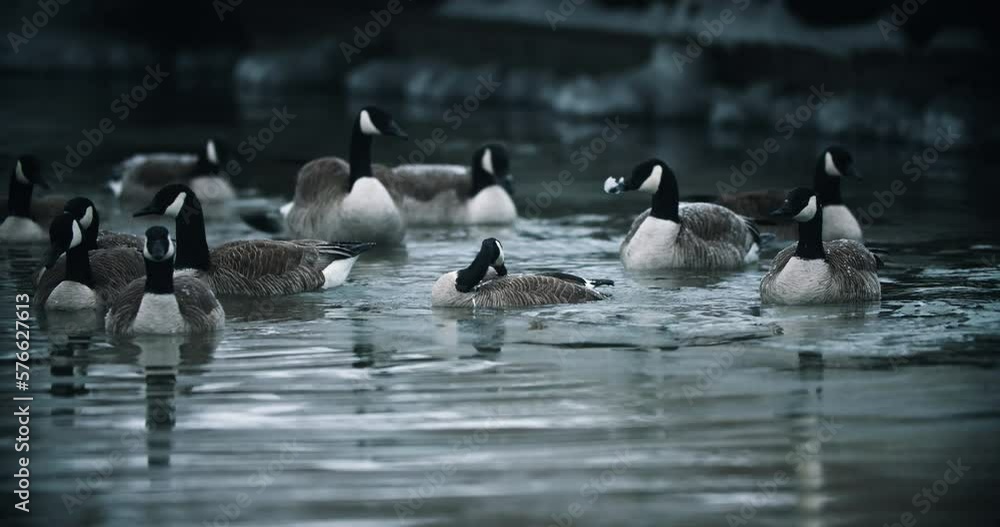 Flock of Wild Canadian Geese Splashing and Bathing in Calm Lake Water. Goose Self Cleaning by Diving in Pond Slow Motion Preening 4K Flock of Wild Canadian Geese Splashing and Bathing in Calm Lake Water. Goose Self Cleaning by Diving in Pond Slow Motion Preening 4K