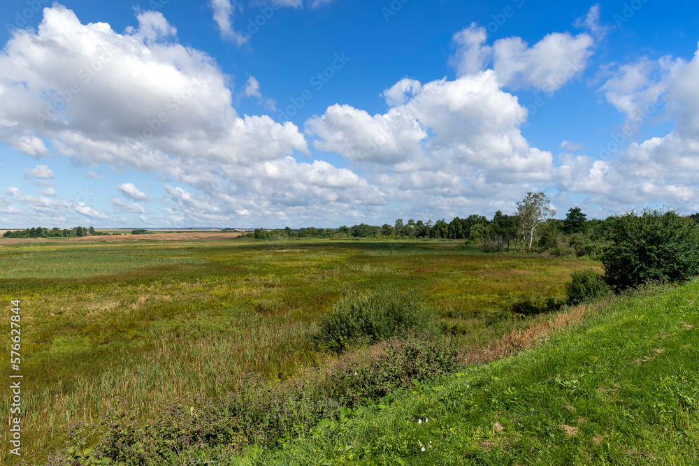 Green grass growing in the field in the summer