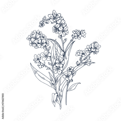 Forget-me-nots, Myosotis flower, contoured vintage botanical drawing. Outlined engraved floral plant in retro detailed style. Scorpion grasses. Drawn vector illustration isolated on white background