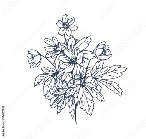 Windflower  retro botanical floral drawing. Contoure outlined anemone flowers  blooming plant drawn in vintage style. Engraved etched handdrawn vector illustration isolated on white background