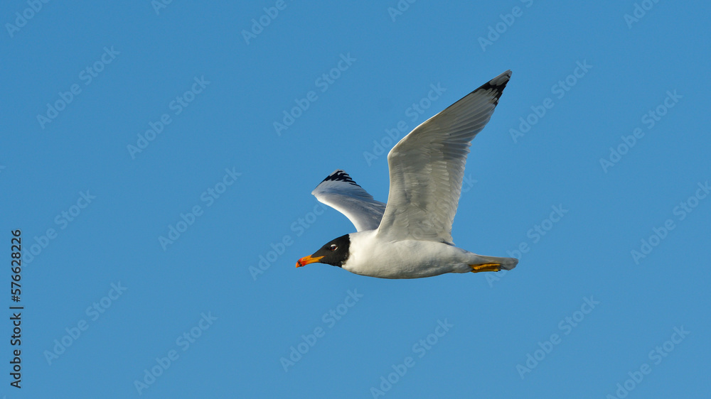 Pallas's Gull (Ichthyaetus ichthyaetus) in flight, adult plumage in winter Pallas's Gull (Ichthyaetus ichthyaetus) in flight, adult plumage in winter