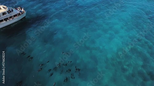 tourist admire pod of dolphins swim peacefully in tropical blue waters photo