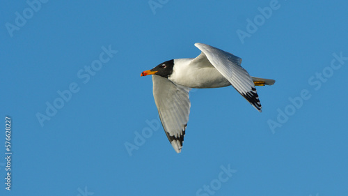 Pallas's Gull (Ichthyaetus ichthyaetus) in flight, adult plumage in winter