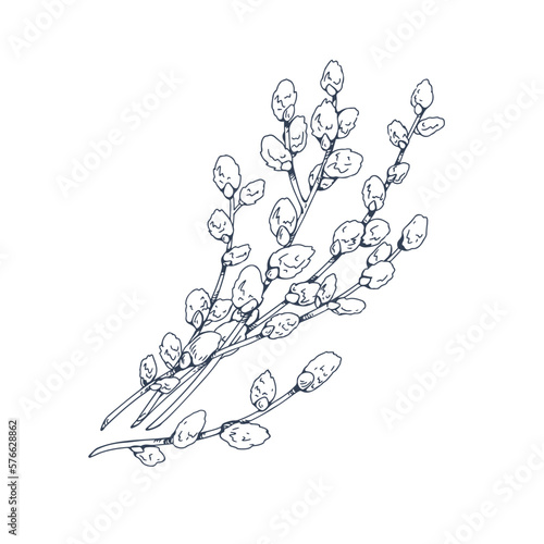 Willows, catkins, retro botanical drawing. Spring pussy plant drawn in vintage engraved style. Contoured outlined Salix twig. Handdrawn detailed vector illustration isolated on white background