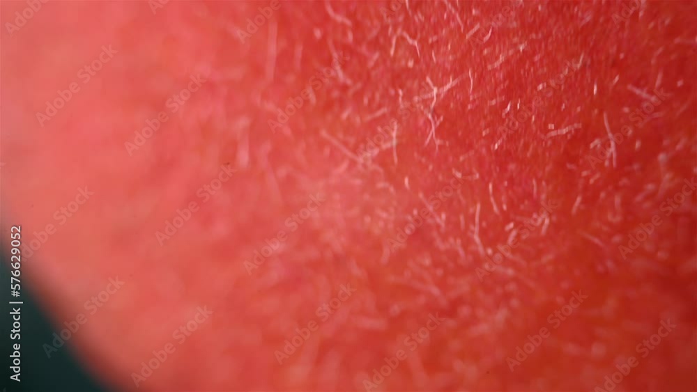 Red grapefruit parts. Close up view under the microscope. Red grapefruit parts. Close up view under the microscope.