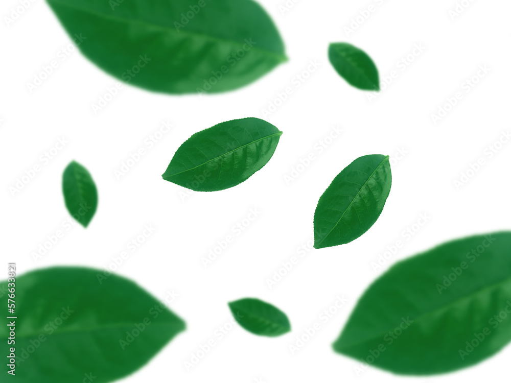 fresh green tea leaves on white background