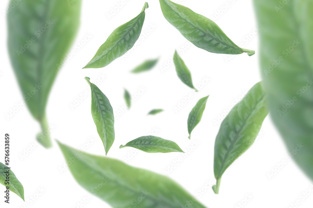 Obraz premium falling tea leaves on white background seen from above