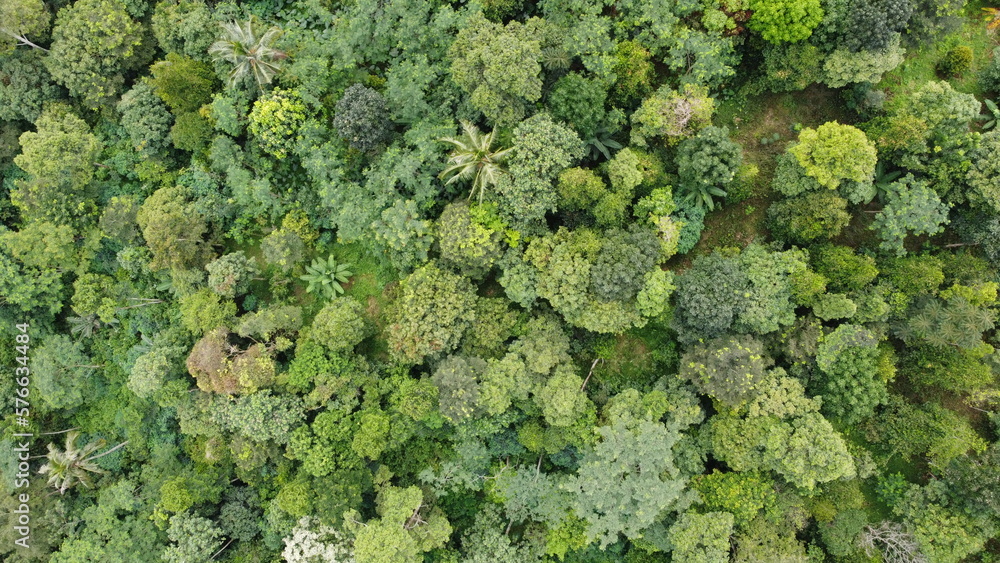 Drone photo of forest view from above with natural green background Drone photo of forest view from above with natural green background