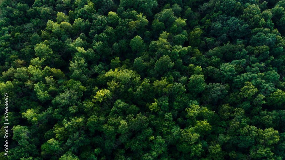 aerial view of green tree tops