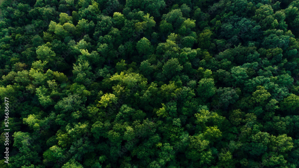 aerial view of green tree tops aerial view of green tree tops