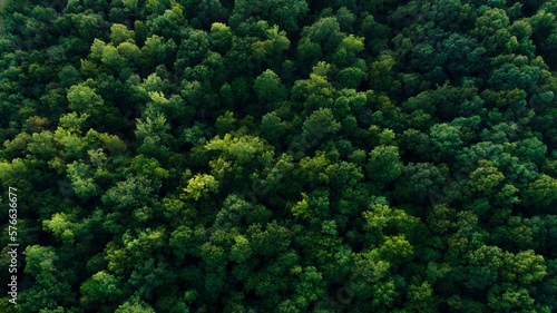 aerial view of green tree tops
