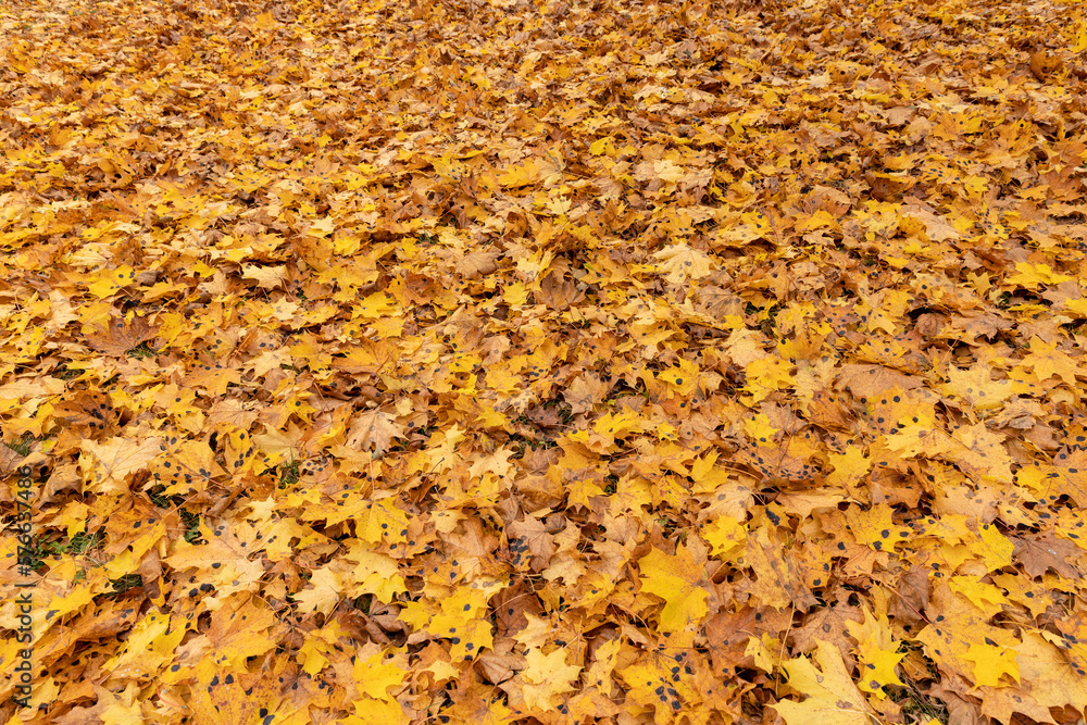 Orange maple foliage on the ground during leaf fall Orange maple foliage on the ground during leaf fall