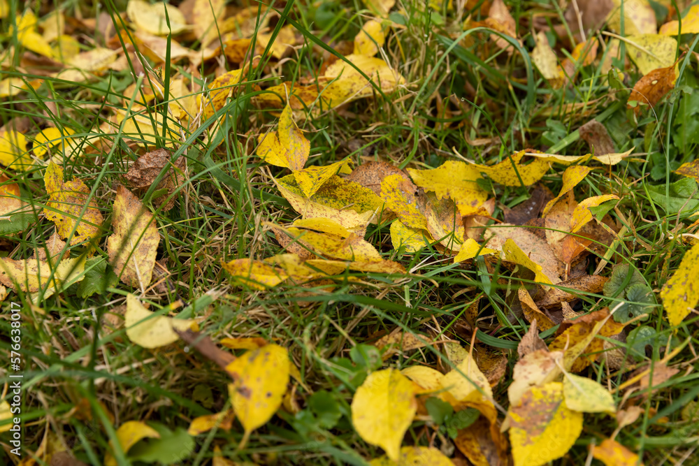 yellow foliage of trees on green grass in autumn yellow foliage of trees on green grass in autumn