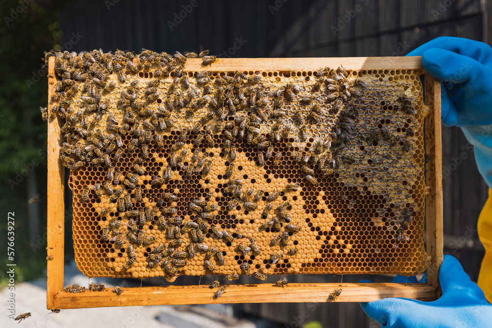 Hive frame covered with bees and honeycomb, part of the modern movable-comb hive, macro shot. Concept of nature and beekeeping. Hive frame covered with bees and honeycomb, part of the modern movable-comb hive, macro shot. Concept of nature and beekeeping.