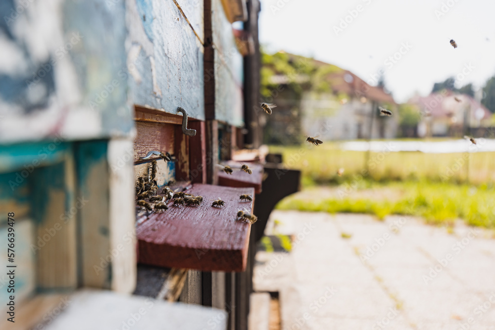 Honey bees activity, flying around and entering open wooden beehives, close-up shot. Apiary life and beekeeping concept. Honey bees activity, flying around and entering open wooden beehives, close-up shot. Apiary life and beekeeping concept.