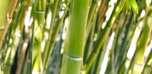 Fototapeta Naklejka Na Ścianę i Meble -  Green bamboo forest Phyllostachys dulcis