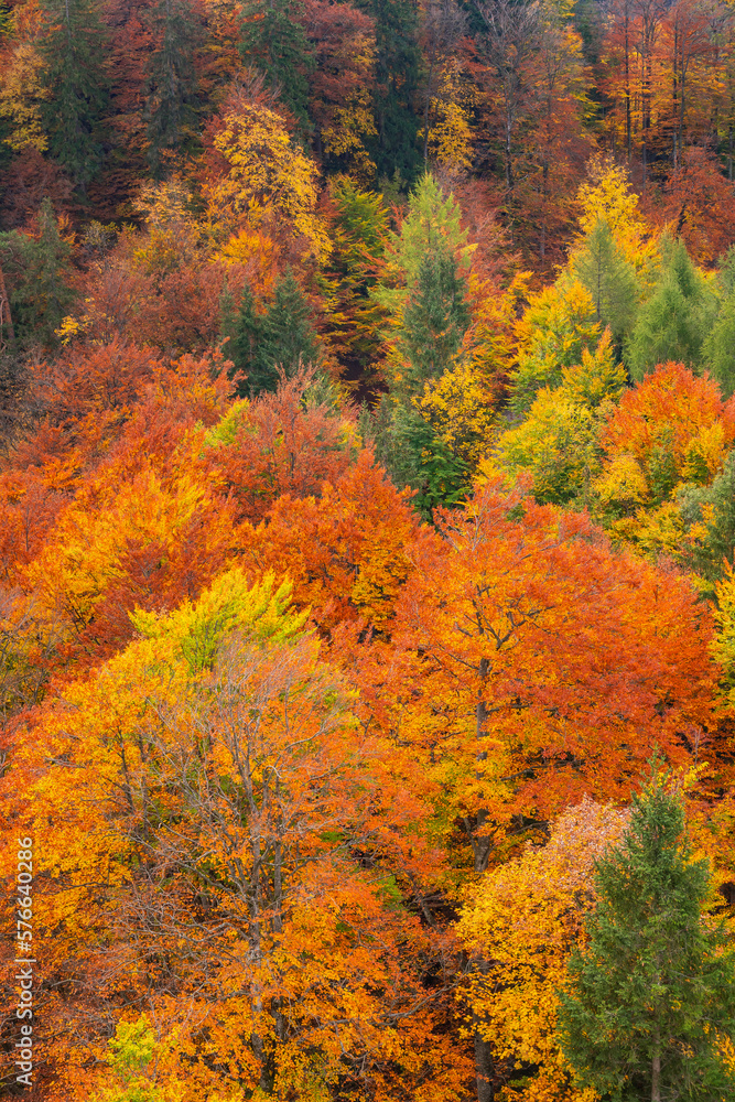 Autumn Mixed Forest, Bavarian Alps, Hohenschwangau, Füssen, Ostallgäu, Bavaria, Germany, Europe Autumn Mixed Forest, Bavarian Alps, Hohenschwangau, Füssen, Ostallgäu, Bavaria, Germany, Europe