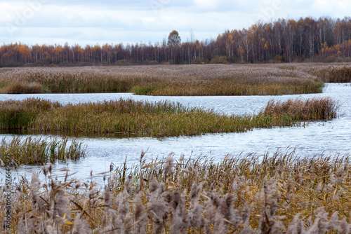 A swampy area in the autumn season