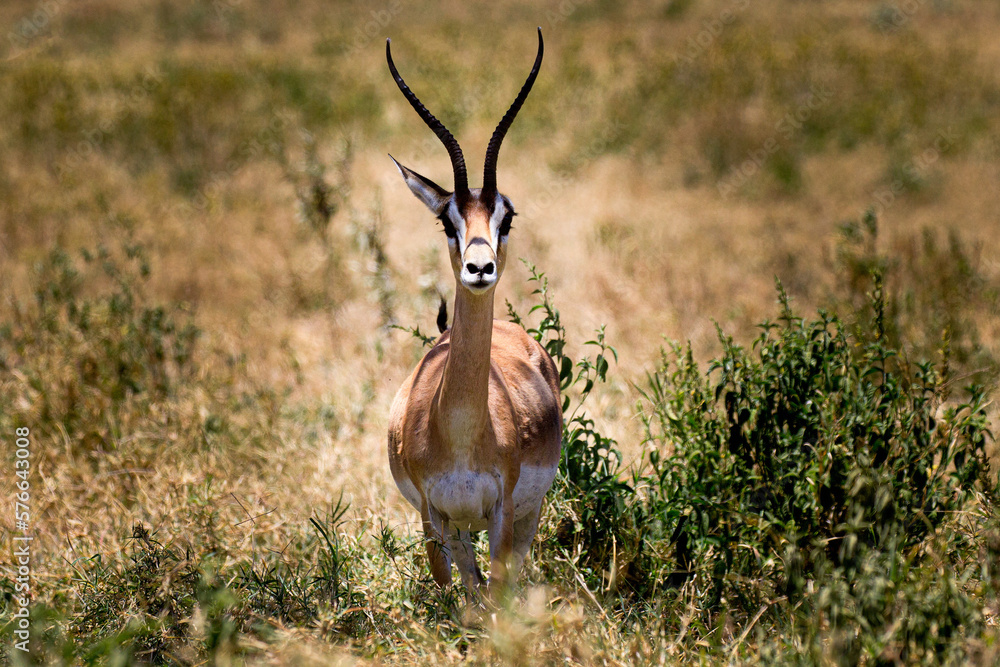 Fototapeta premium Tiere auf der Safari in Nakuru 