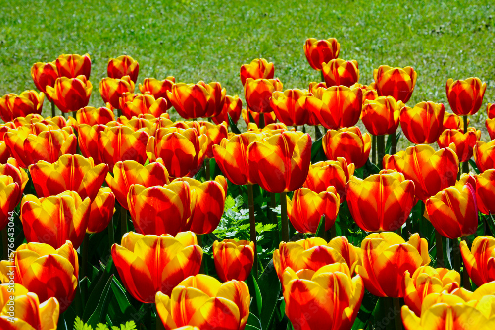 Fototapeta premium kwitnące tulipany, czerwono-żółte tulipany, tulipa, 