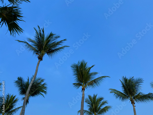 Bottom Up View Coconut Palm Trees on Blue Sky Background © anya babii