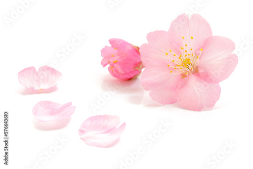 桜 花びら ピンク 春 白 背景 © Naoki Kim