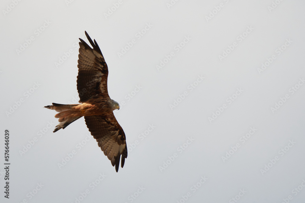 Fototapeta premium Rotmilan während der Jagd